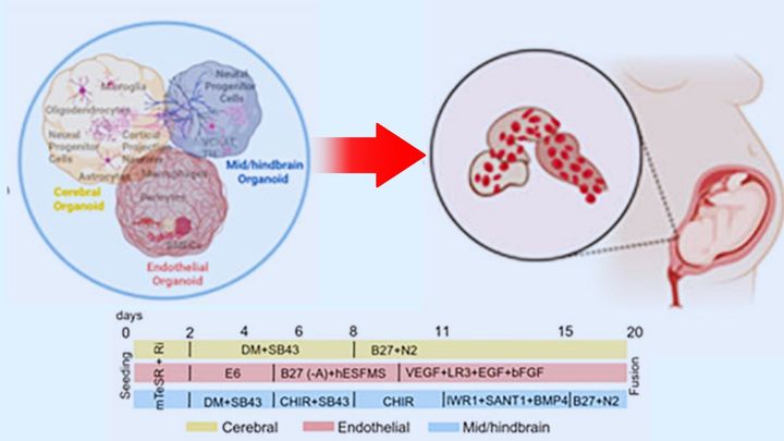 大脳・中脳・後脳の間で機能的な信号が飛び交っている
