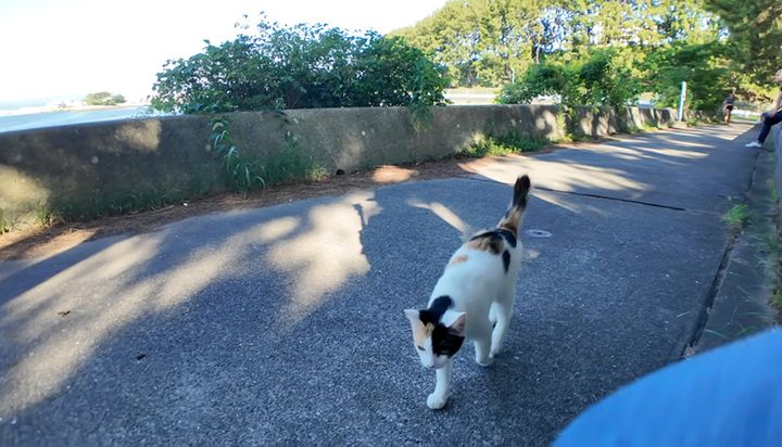 近づいてきた猫