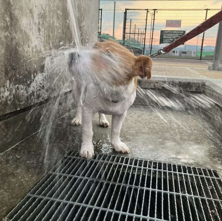 画像はうに＠unini3330さんの投稿より、再掲