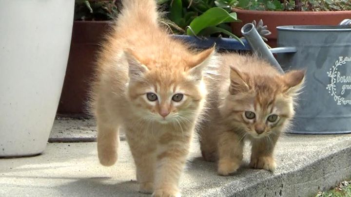 庭に出た子猫達