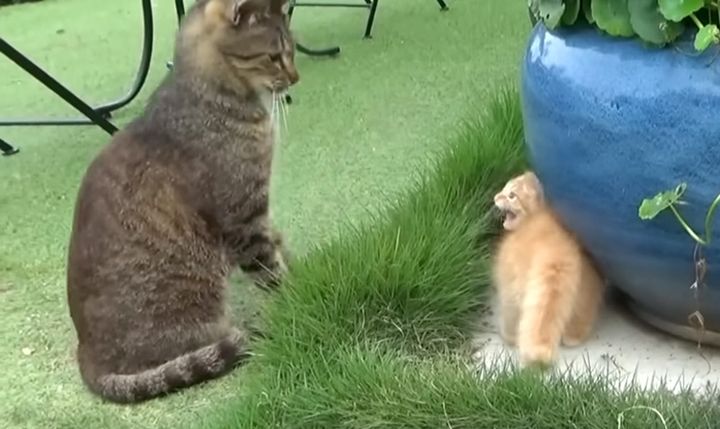 先住猫にシャーする子猫
