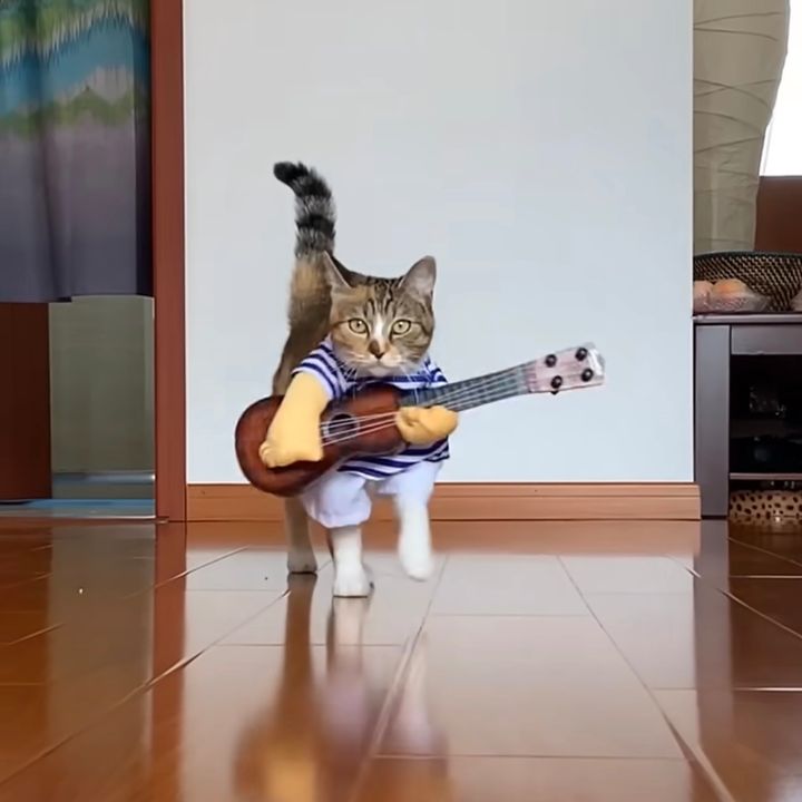 なりきった猫のコスプレ七変化、ナースに兵士に船乗りにもなり