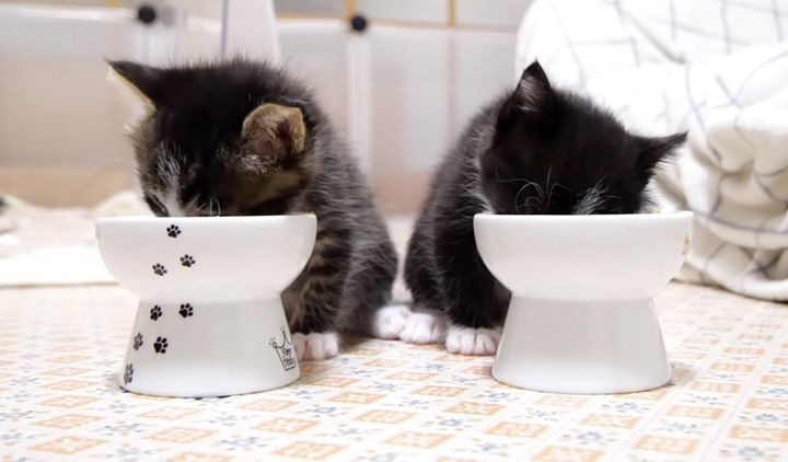 離乳食を食べる子猫達