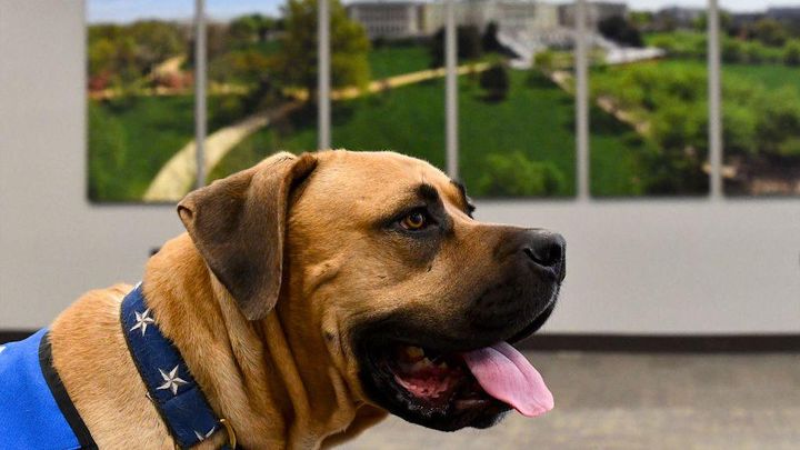 友人とサッカー中の9歳少年に悲劇…4匹の大型犬に襲われて亡くなる