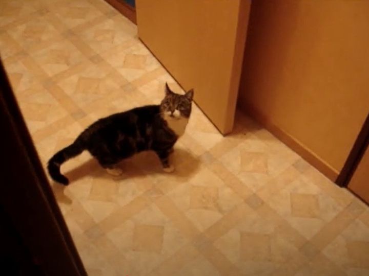 飼い主さんに訴えている理由は…？