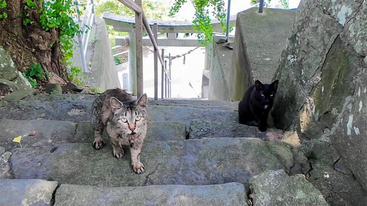 山の上の神社で出会った猫達