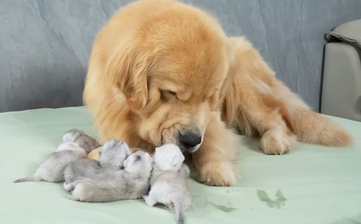 子猫達を世話するゴールデンレトリバー