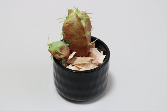 ミニ植木鉢（2号、5.5cm） 使用例