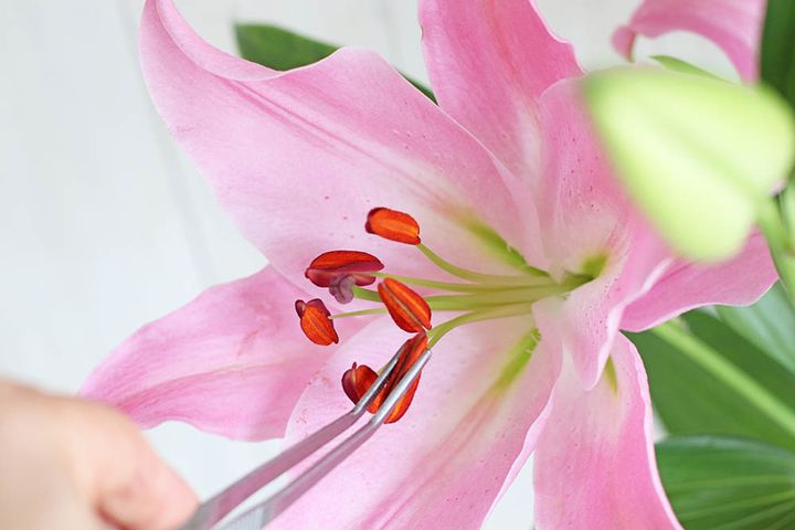 ユリの花粉の処理