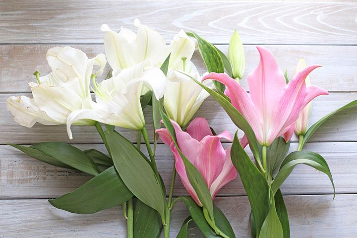 白とピンクのユリ