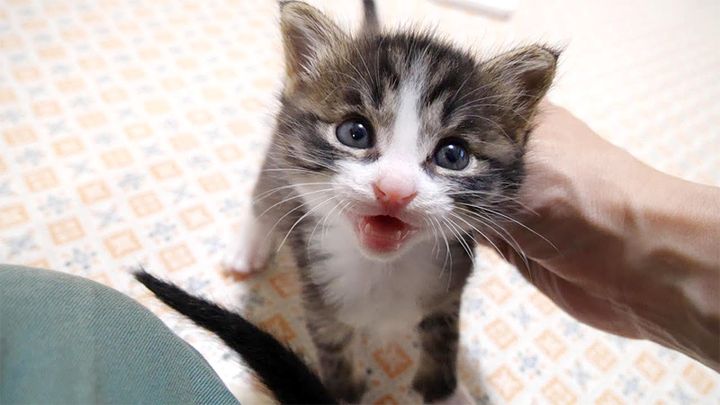 話しかけてくる子猫