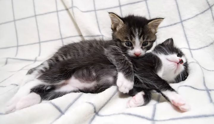 バックハグする子猫