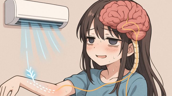 実験はマウスで行われましたが、人間で描くとこんなふうに皮膚から脊髄を通り脳へとつながる「ひんやり感専用回路」が存在することになります。