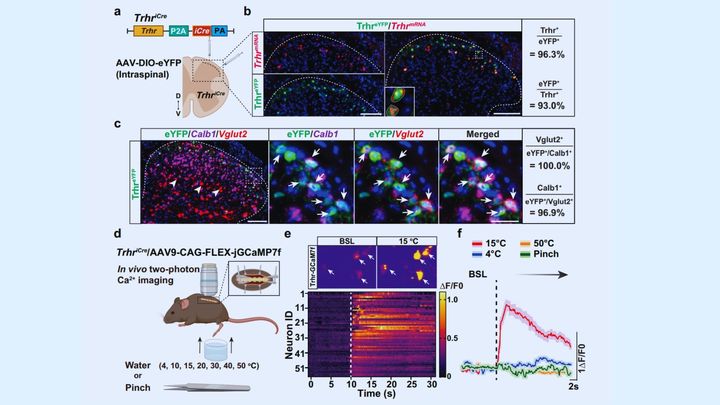 丁度いい「ひんやり感」を増幅させて脳に届ける仕組み
