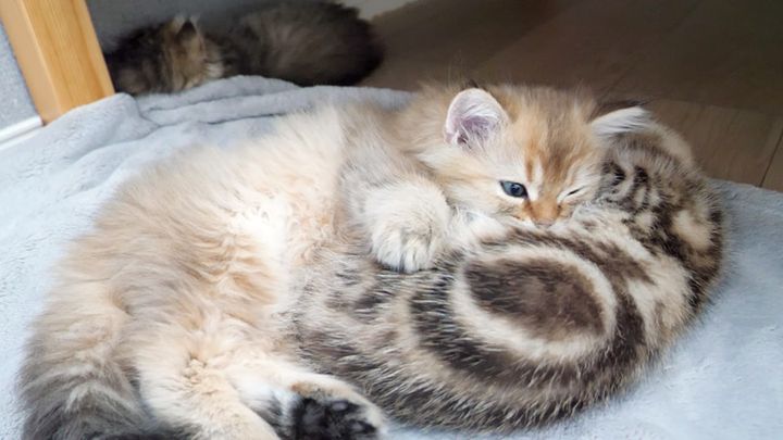 兄弟を枕にして眠る子猫