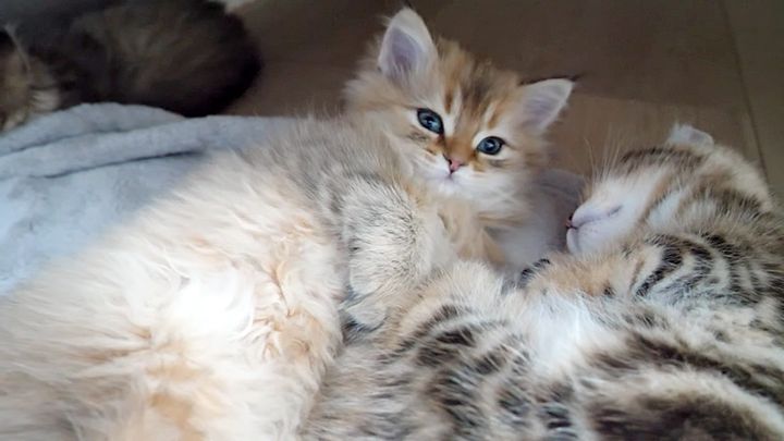 ウトウトする子猫