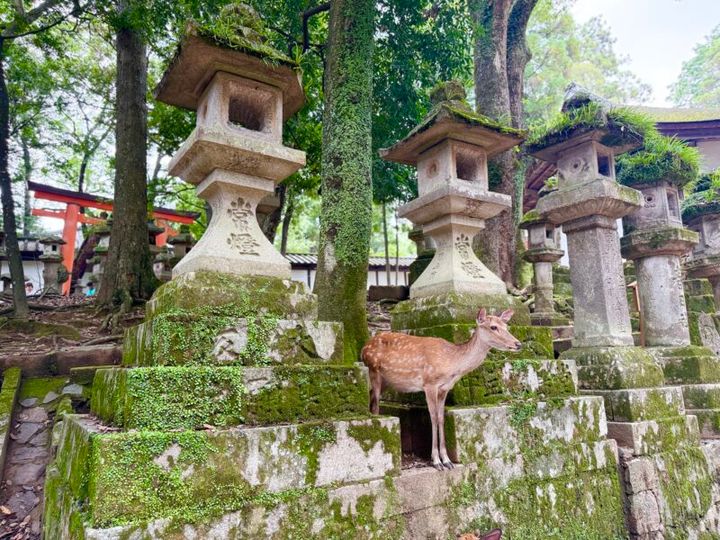 奈良・春日大社02