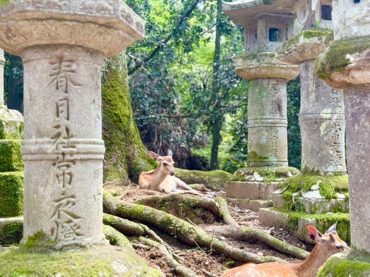 奈良・春日大社16