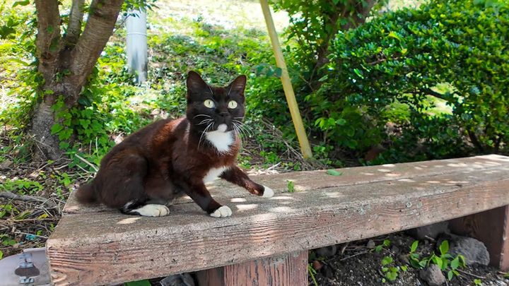 ベンチの上の猫