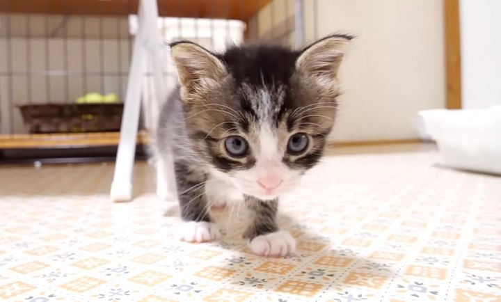 近づいてくる子猫