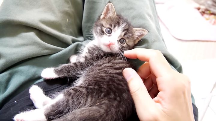 お腹の上の子猫