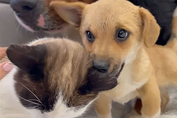 積極的な子犬にマイペースな猫…… 相性はいかに？