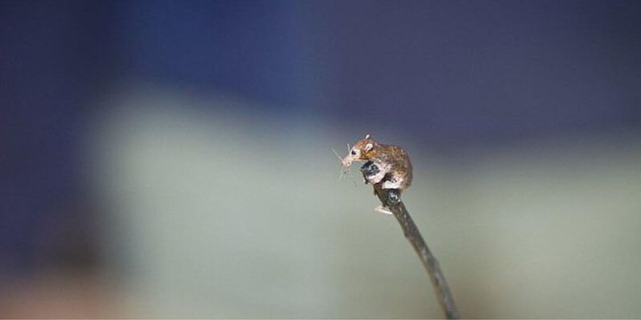史上最小の哺乳類「バトドノイデス・ヴァンホウテニ」の復元像
