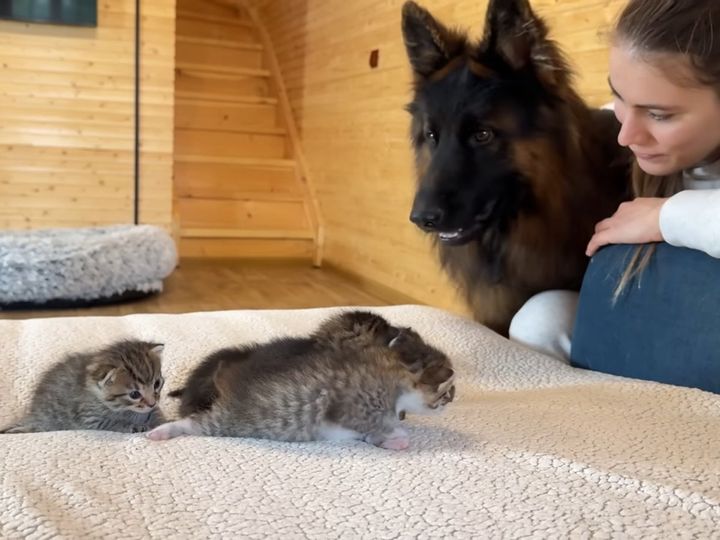 生まれたばかりの子猫たちに…
