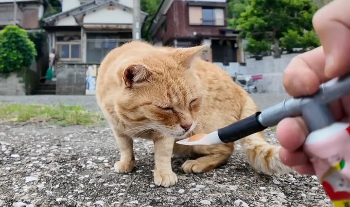 ちゅ〜るを食べる猫