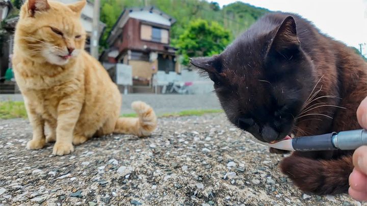 ちゅ〜るを食べる猫