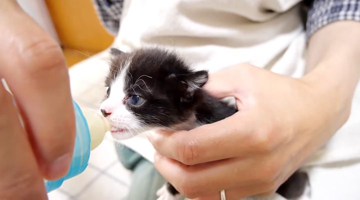 ミルクを飲む子猫