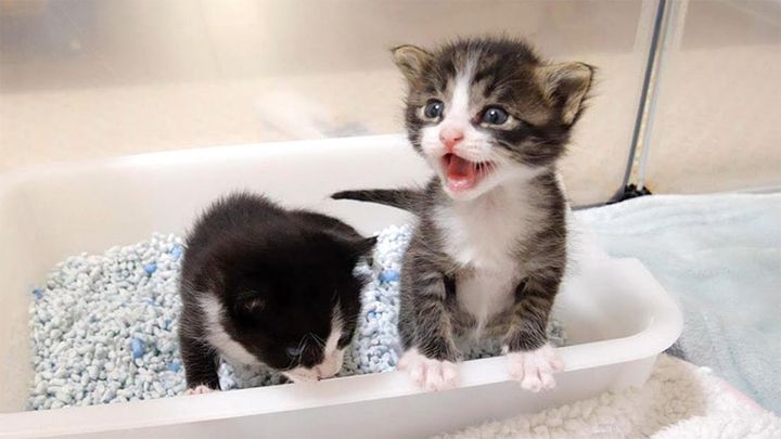 ミルクが飲みたい子猫達