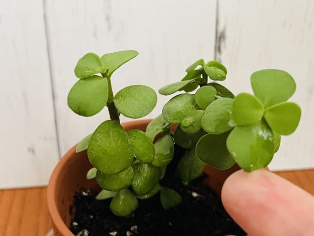 ダイソー ポーチュラカリア 増やし方