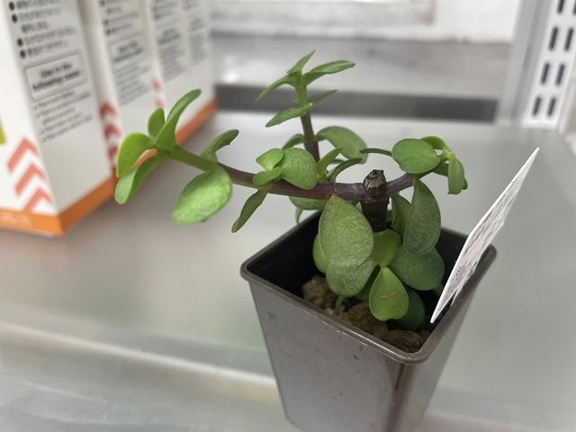 ダイソー ポーチュラカリア 売り場