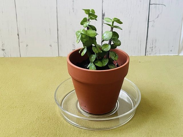 ダイソー ポーチュラカリア どんな植物