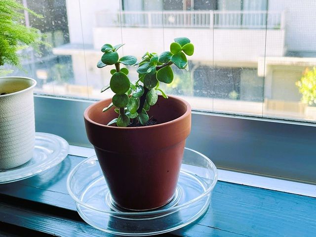 ダイソー ポーチュラカリア 育て方