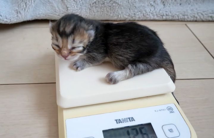 体重を量る子猫