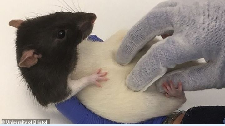 ラットをひたすらくすぐる過酷な研究で「笑いと遊び心の中枢」を発見