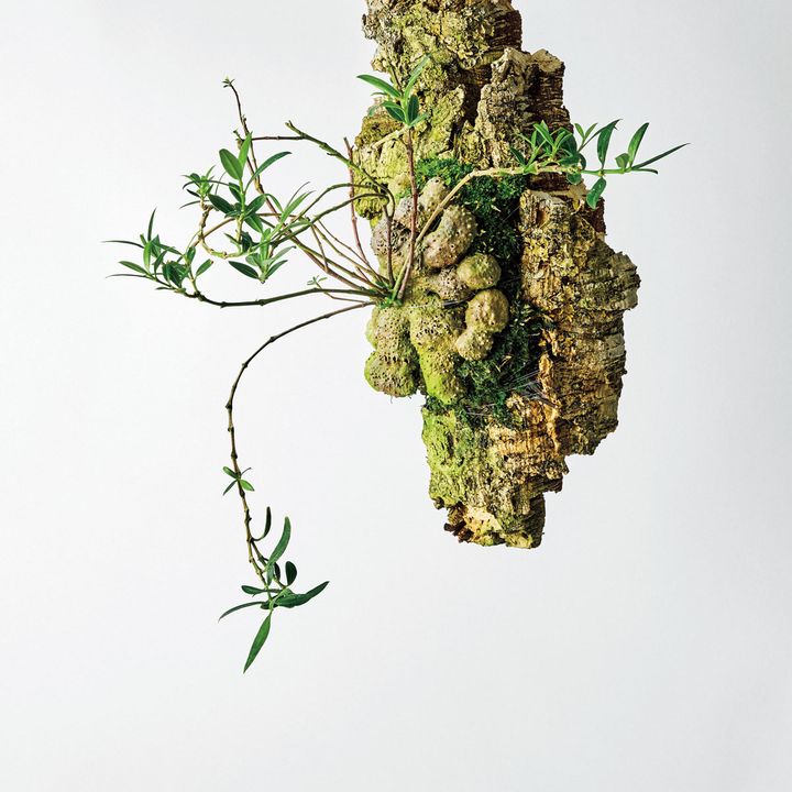 ヒドノフィツム不明種