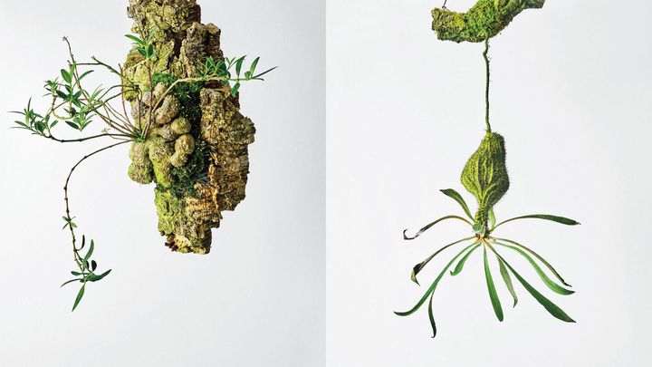 珍奇植物図鑑。迫力満点なジャングルの塊茎植物「アリ植物」