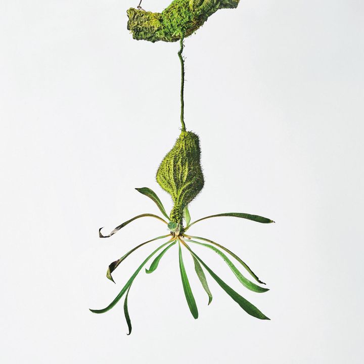 ミルメコディア アーチボルディアナ