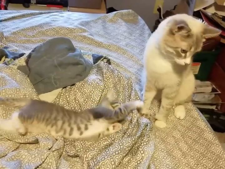 子猫は遊んでもらえたのかな？