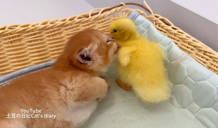 ヒナを世話する子猫