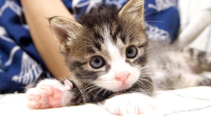 養育主さんと遊ぶ子猫