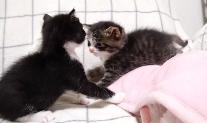 激しく遊ぶ子猫達