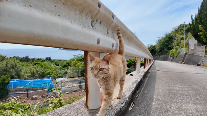 近づいてきた猫