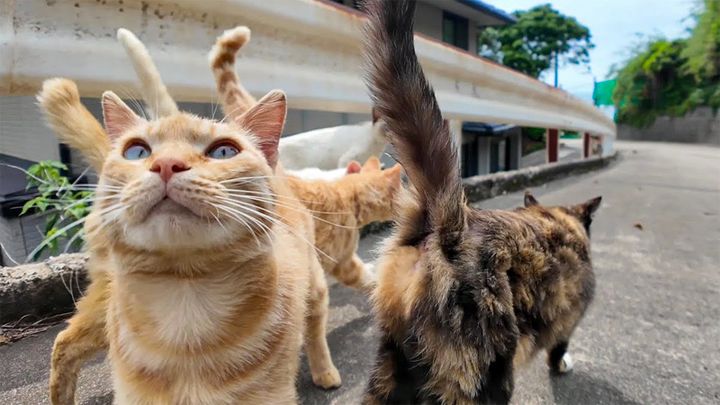 集まってきた猫