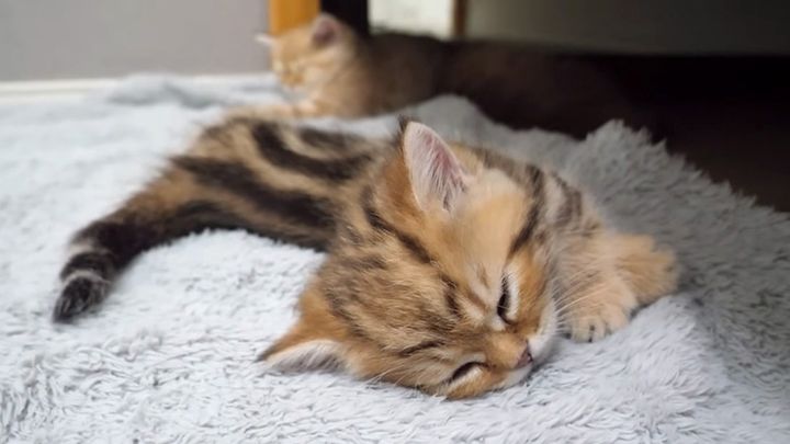 眠りに落ちる子猫