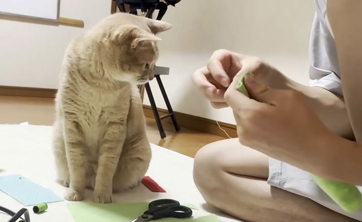 お兄ちゃんの家庭科の宿題を見守る猫