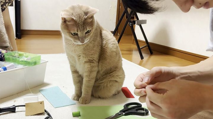 お兄ちゃんの家庭科の宿題を見守る猫